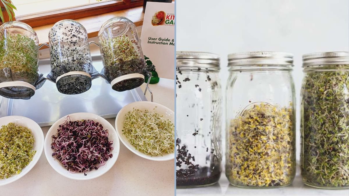 Broccoli Seed Sprouting 101: How to Grow Nutrient-Packed Sprouts at Home Using a Mason Jar Sprouting Kit