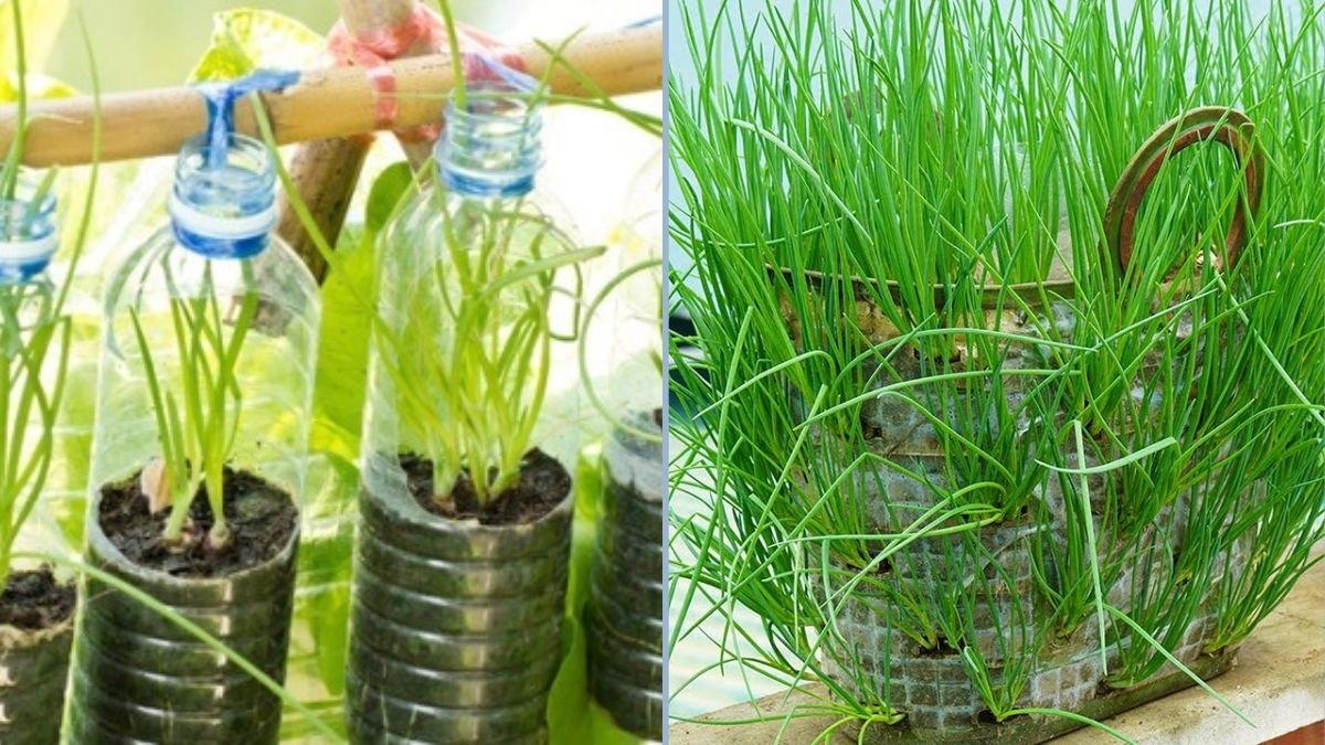 How to Grow Chives at Home Using Discarded Plastic Bottles: A Simple and Sustainable Guide