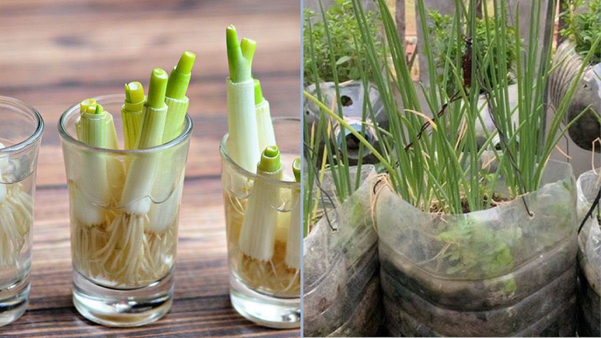 How To Regrow Scallion from Cutting – Growing Scallion in Recycle Plastic Bottle Hanging