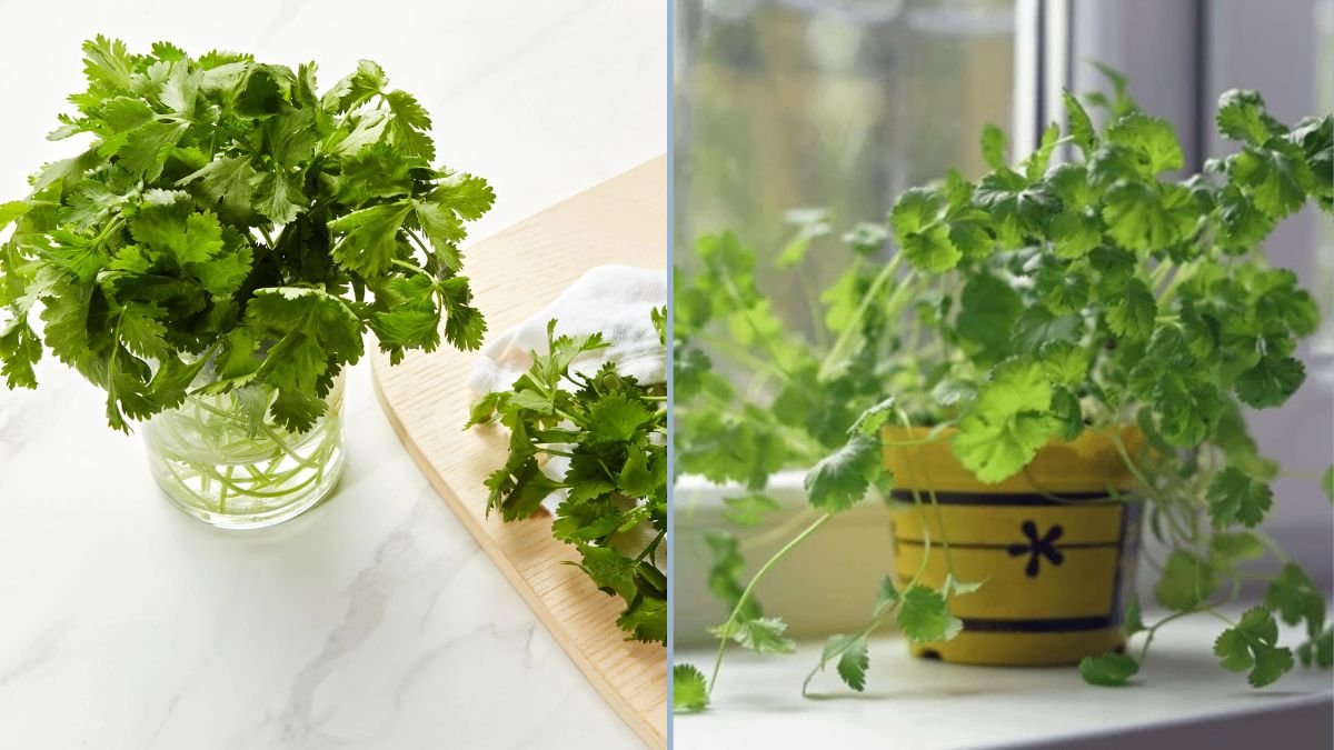 How to Grow Parsley, Coriander, and Cilantro in Containers: A Complete Kitchen Garden Guide