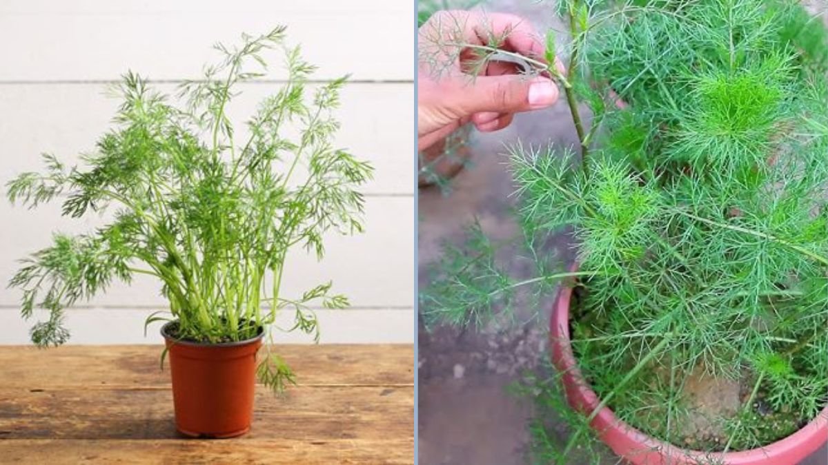 How to Grow Dill in Recycled Plastic Baskets: A Step-by-Step Guide for Home Gardeners