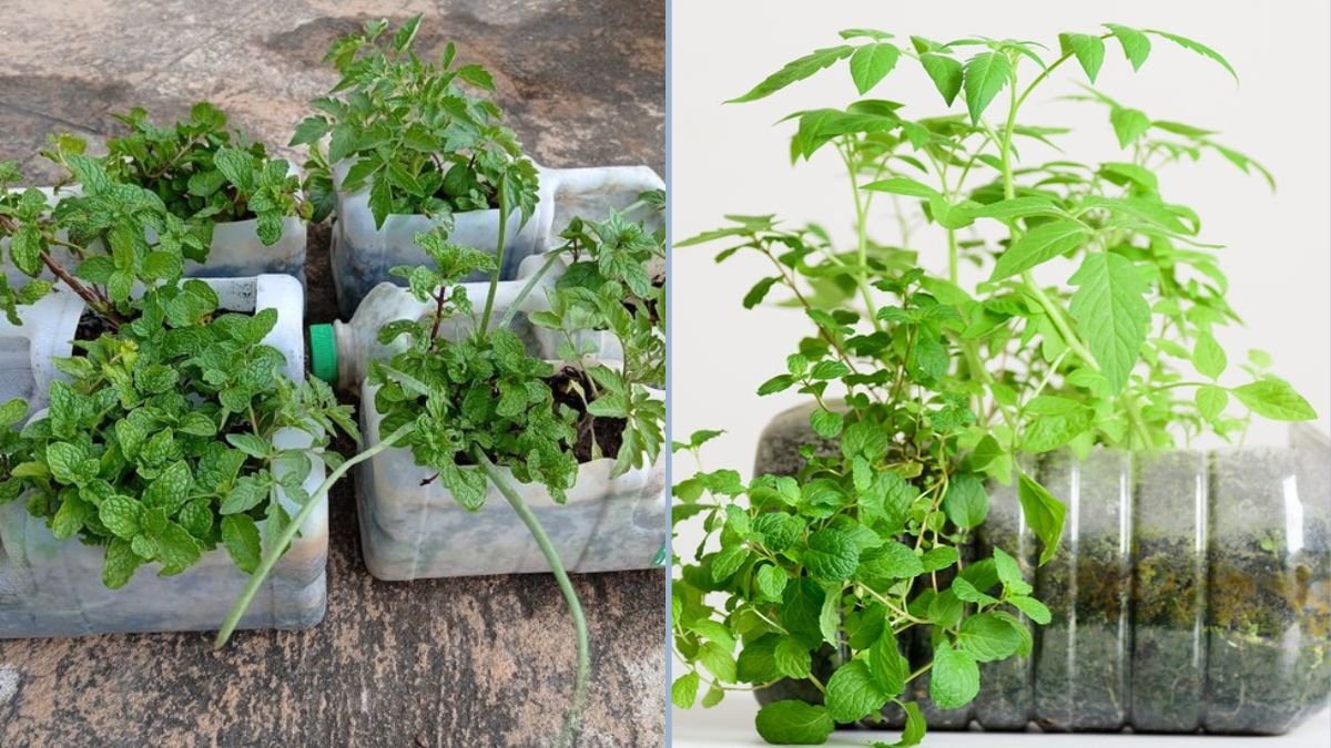 How to Grow Mint Using Plastic Bottles: A Simple and Sustainable Guide