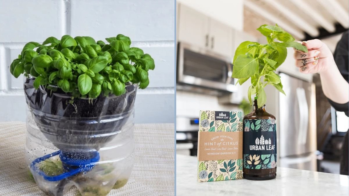 How to Grow Basil in Recycled Plastic Bottles: A Step-by-Step Eco-Friendly Guide