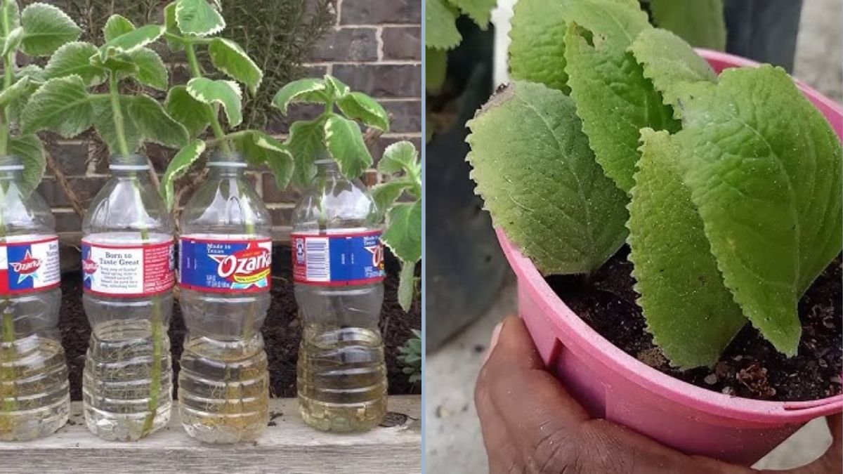 How to Propagate and Grow Cuban Oregano in Recycled Plastic Bottles: A Complete Guide