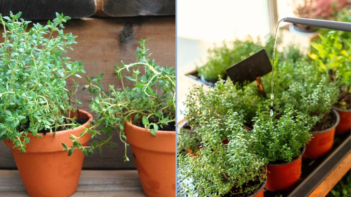How to Grow Thyme Indoors: A Complete Guide to Growing Herbs in Pots