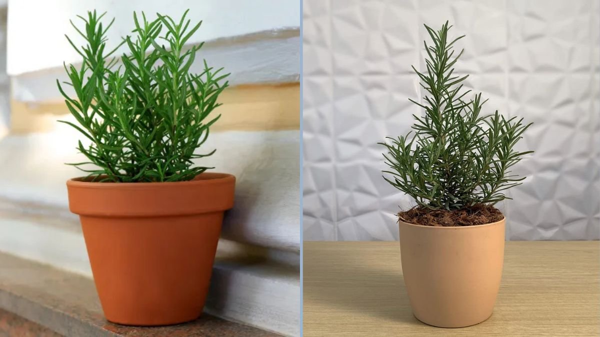 How to Grow Rosemary Flowers in Plastic Bottles: A Step-by-Step Guide for Home Gardeners