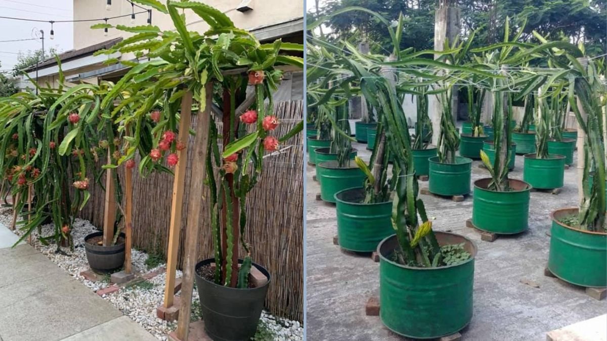 How to Grow Dragon Fruits in Containers: Easy Step-by-Step Guide from Stem to Harvest