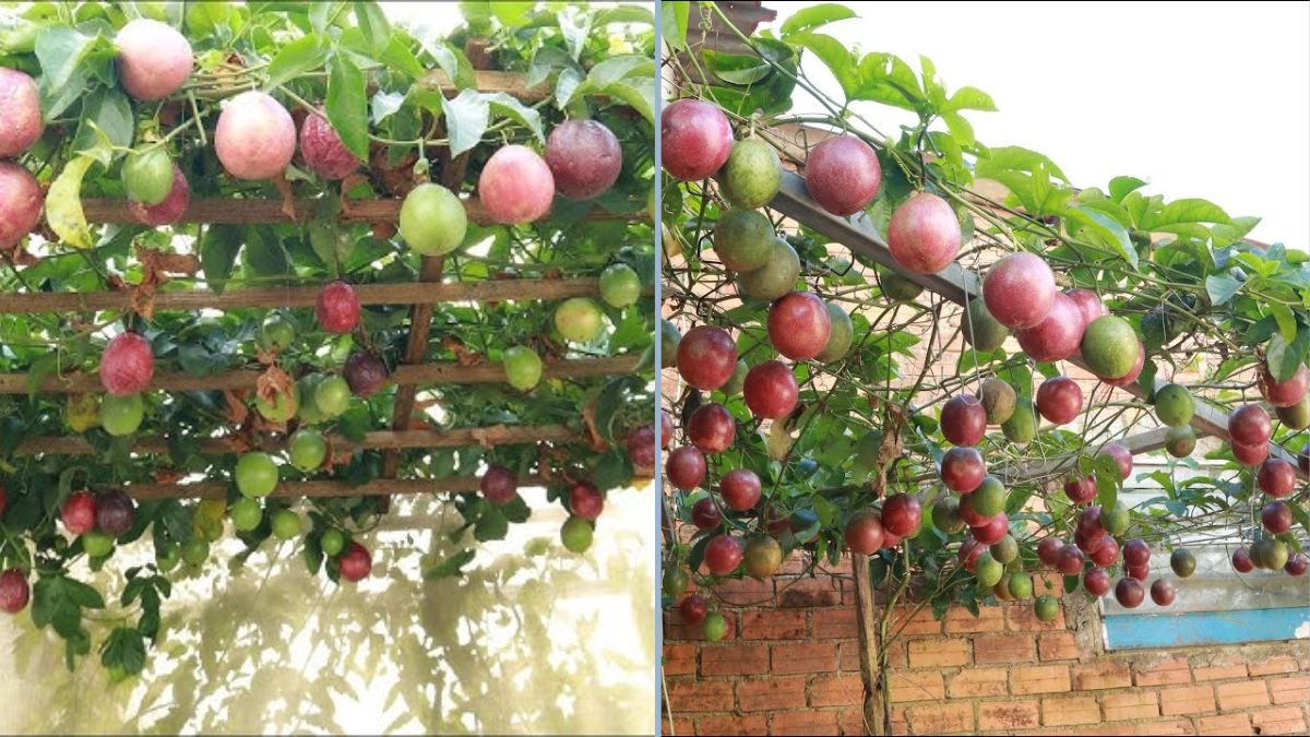 How to Grow Passion Fruit in Containers: A Complete Guide for Families Without Gardens
