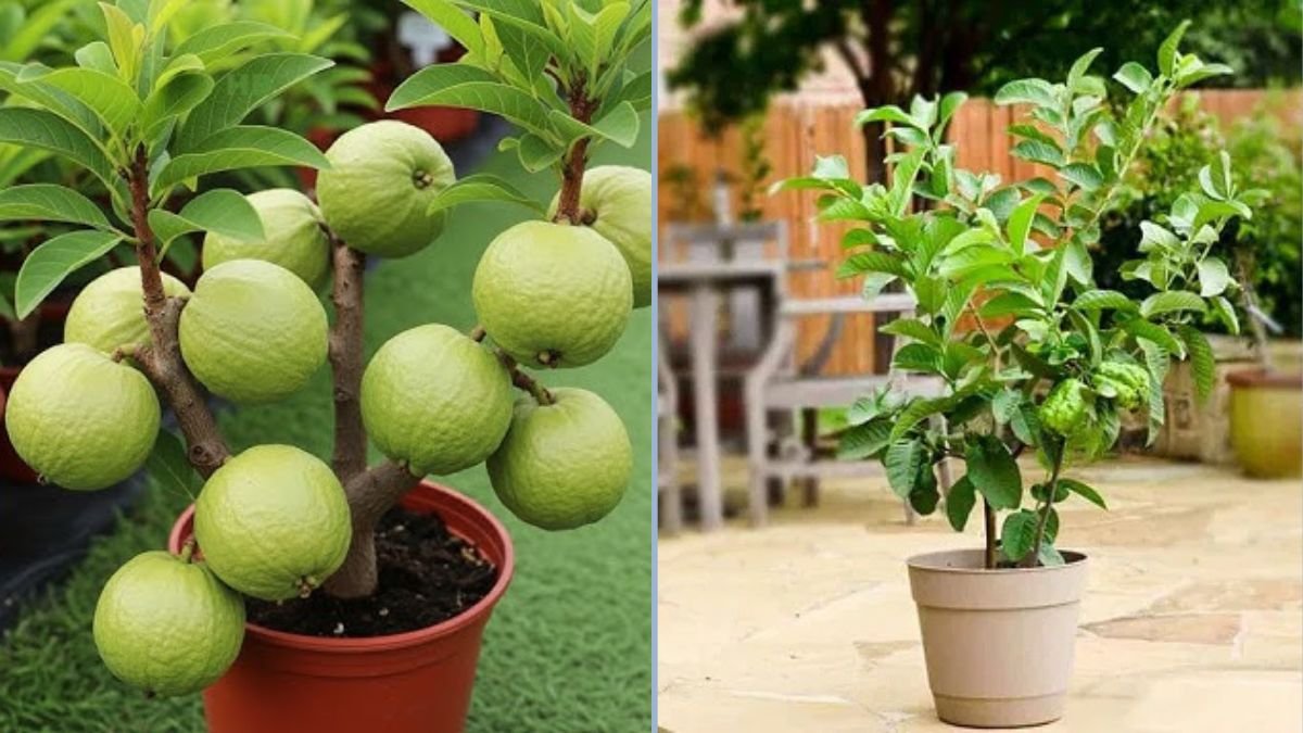 How to Grow a Guava Tree Faster in a Pot: Step-by-Step Guide for Home Gardeners