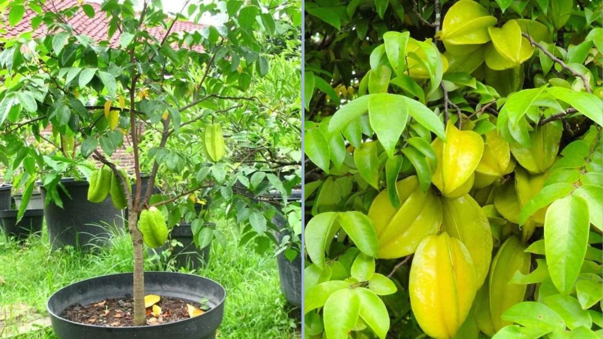 Starfruit: A Complete Guide to Growing, Caring, and Harvesting This Exotic Fruit
