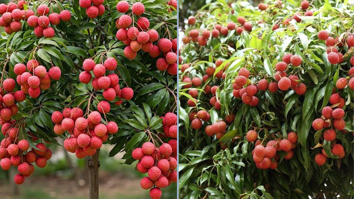 How to Grow Lychee Plants: Grafting and Air Layering Techniques for Healthy Trees