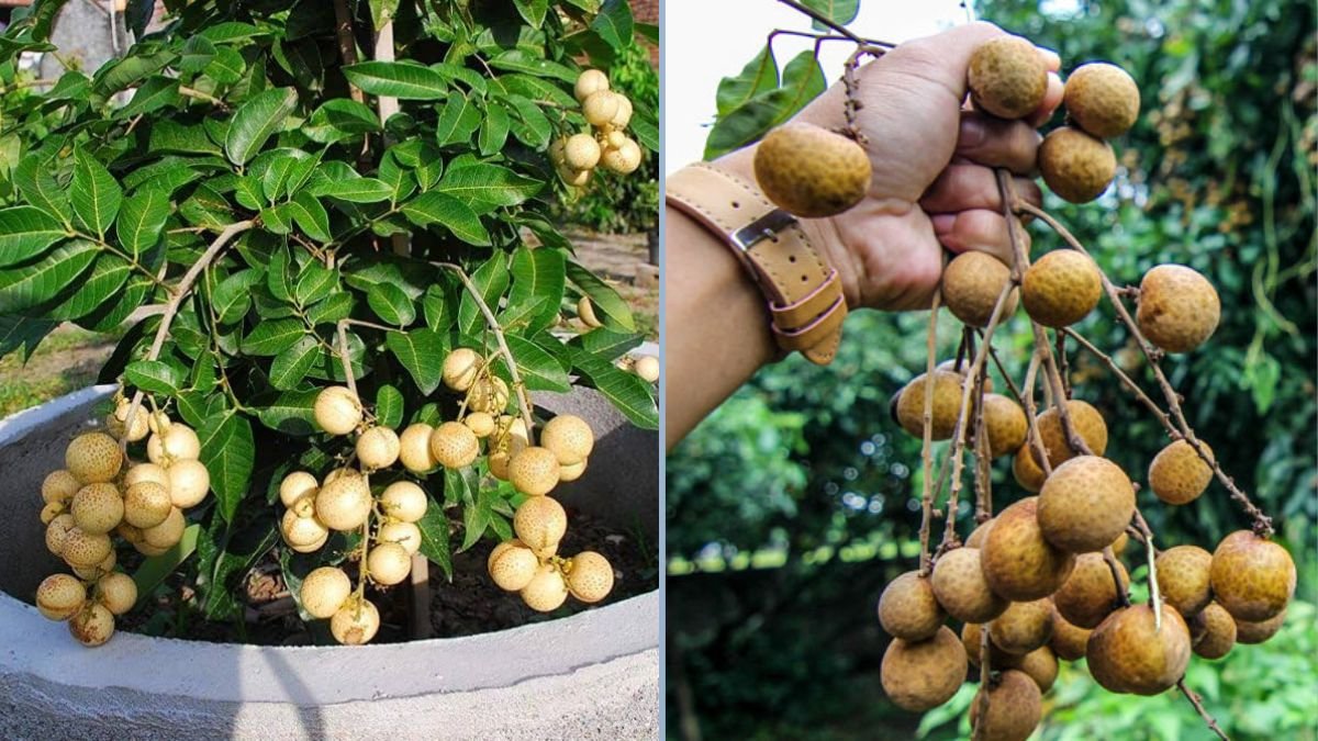 How to Grow Longan Plants in Pots: Complete Care Tips for Healthy Fruit Trees