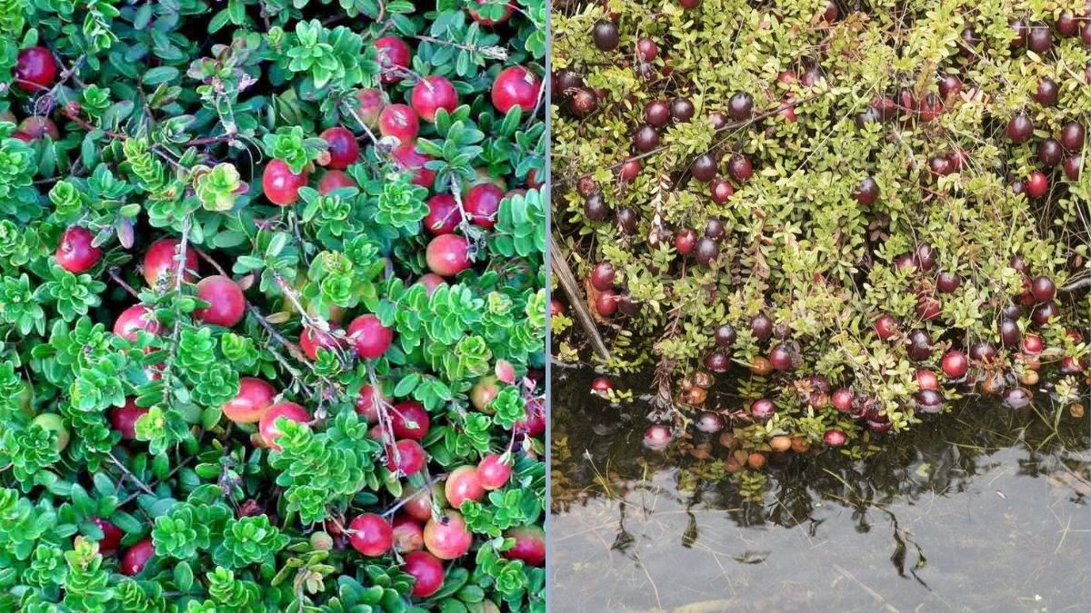 How to Plant Cranberries: Easy Guide to Growing Your Own Berries at Home