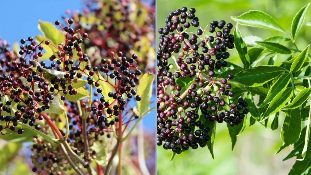 Growing Elderberry: Everything You Need to Know for Healthy Plants and Bountiful Harvests