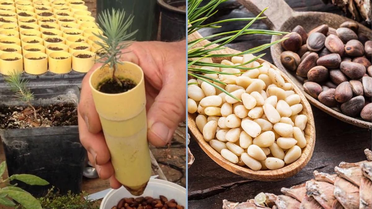 How to Propagate Pinyon Pine Trees from Nuts: A Step-by-Step Guide