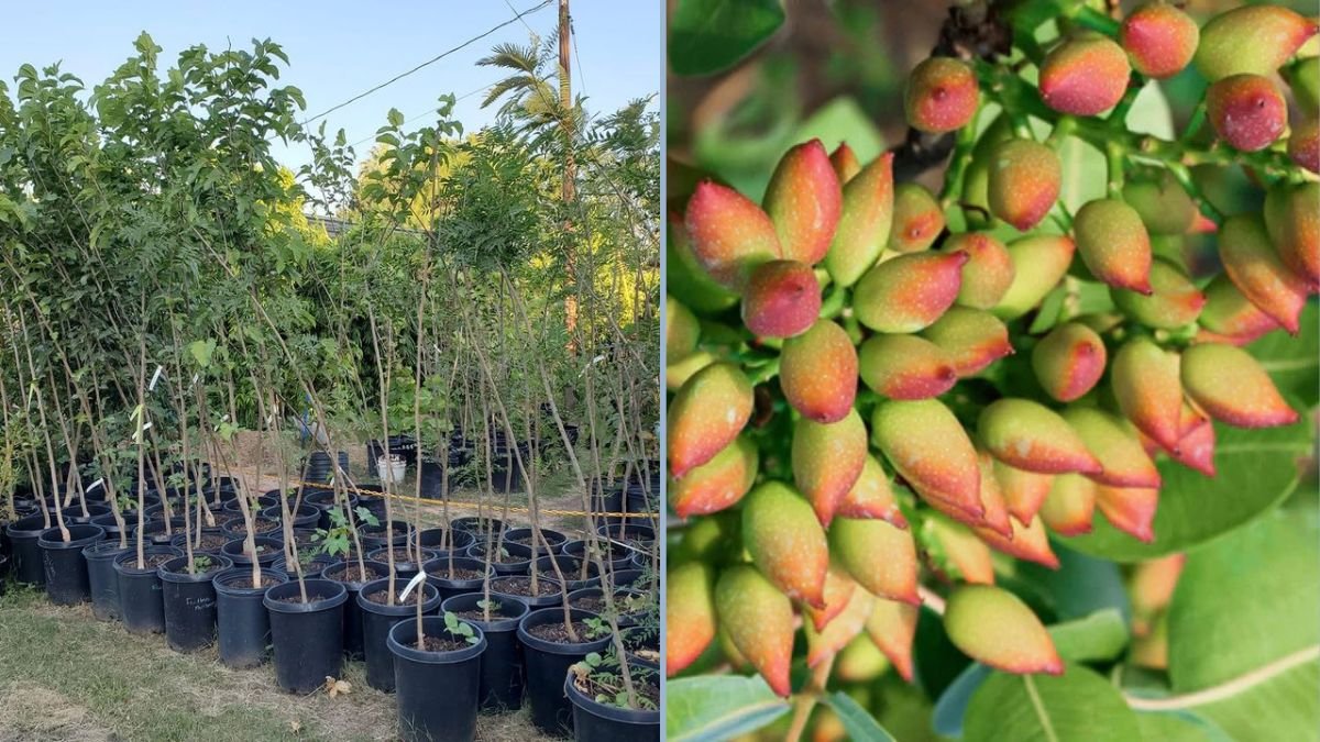 How to Grow Pistachio Trees from Fruits: A Complete Guide to Guaranteed Success