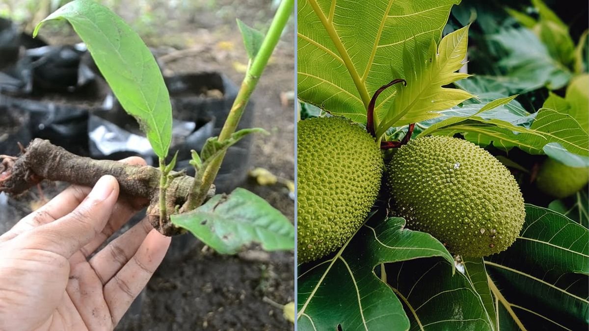 Breadfruit Farming: How to Grow Breadfruit Trees Successfully
