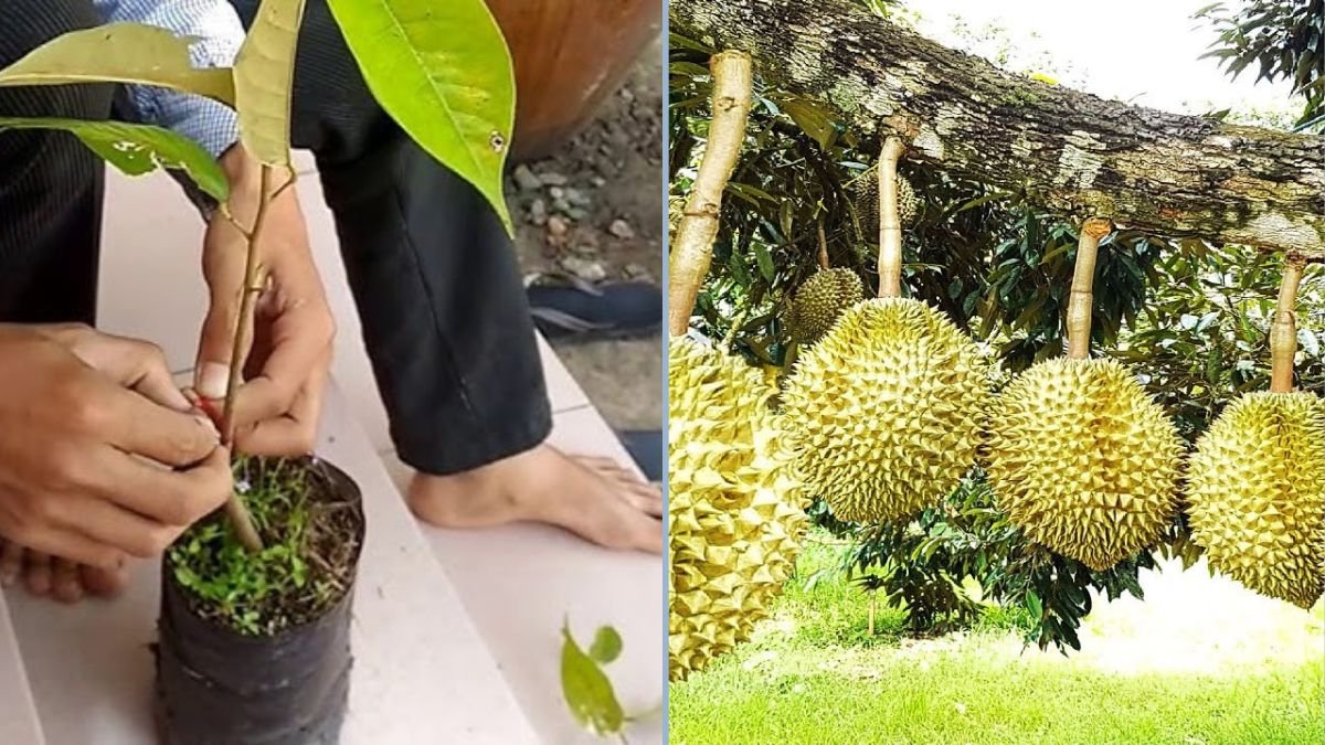 Mastering the Unique Technique of Propagating Durian Trees by Stalk Cuttings