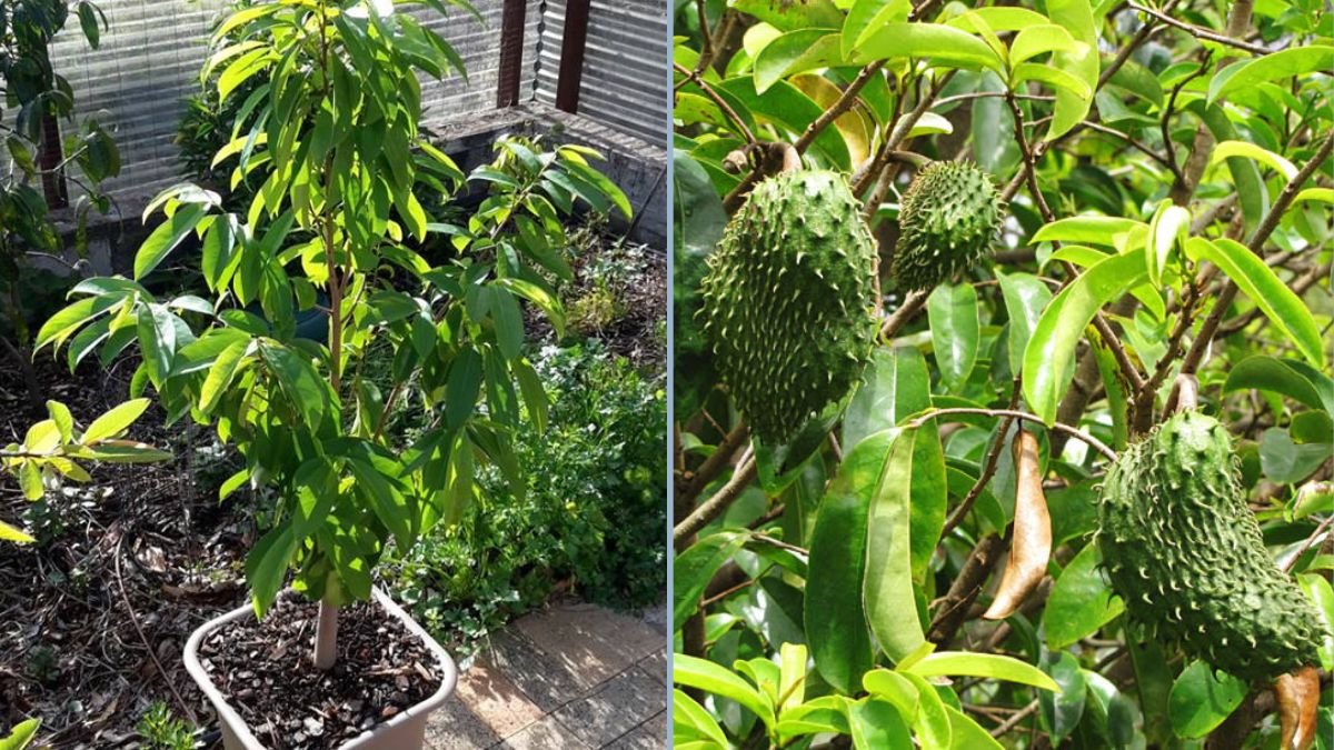 How to Grow Soursop in Pots: New Air Layering Techniques for Healthy Trees