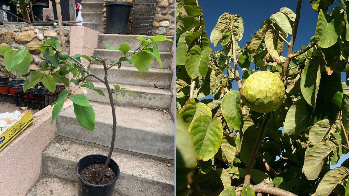 Custard Apple Seed Germination: How to Grow Cherimoya from Seed Easily