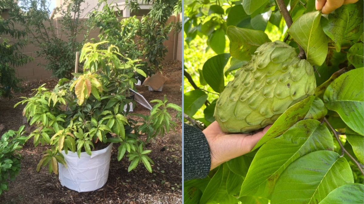 Growing Cherimoya Trees in Extreme Summer Heat: Tips for Thriving Trees