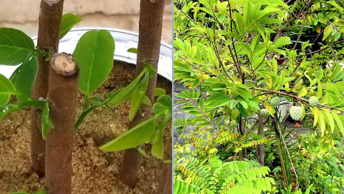 The Smart Way to Propagate Sugar Apple Trees: Step-by-Step Guide for Healthy Trees