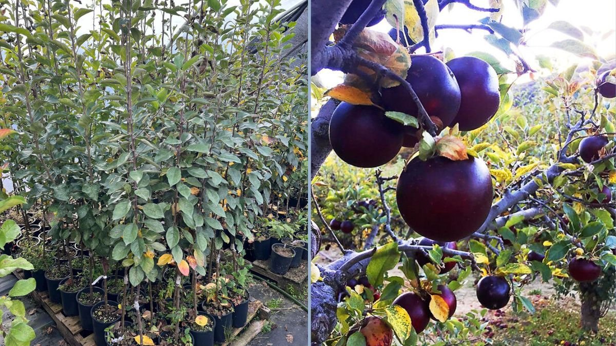 Planting an Arkansas Black Apple Tree: A Complete Guide for Home Gardeners
