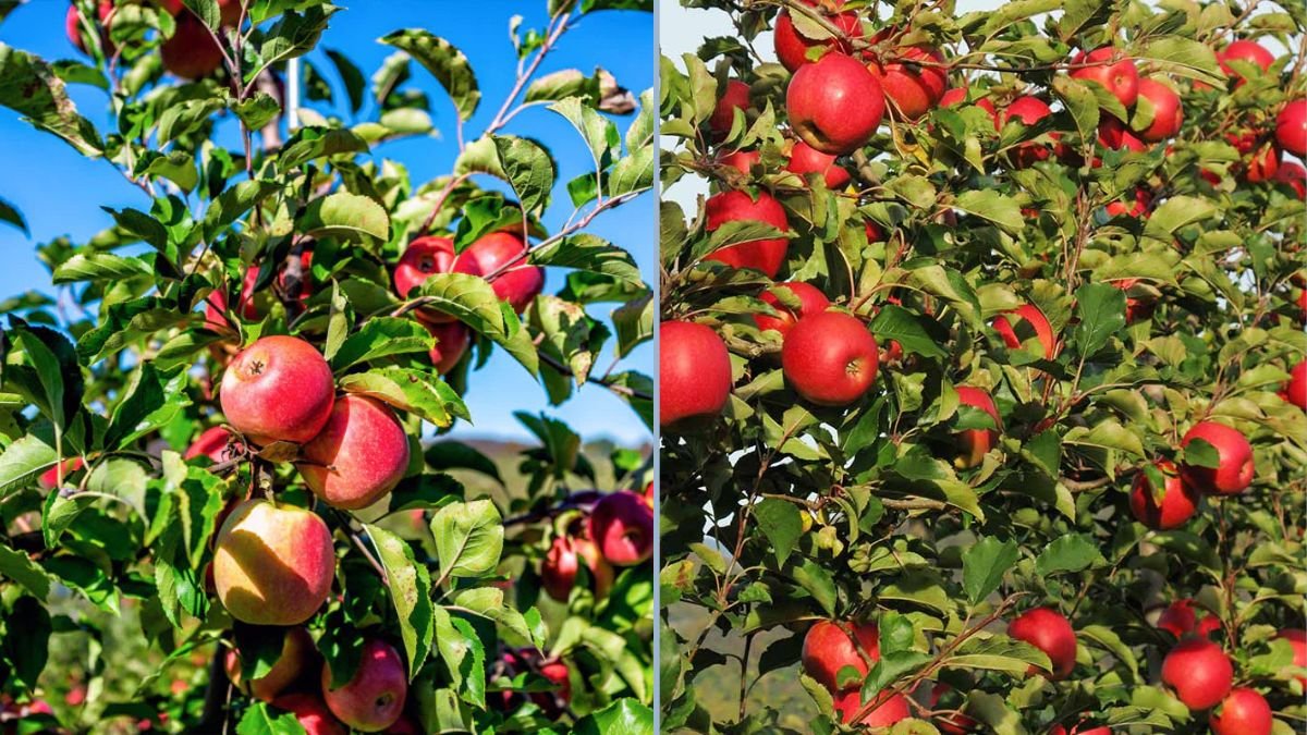 Growing a Pink Lady Apple Tree in Your Backyard Orchard: A Complete Guide