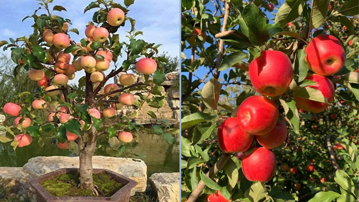 Planting an Ambrosia Apple Tree: A Complete Guide for Your Garden