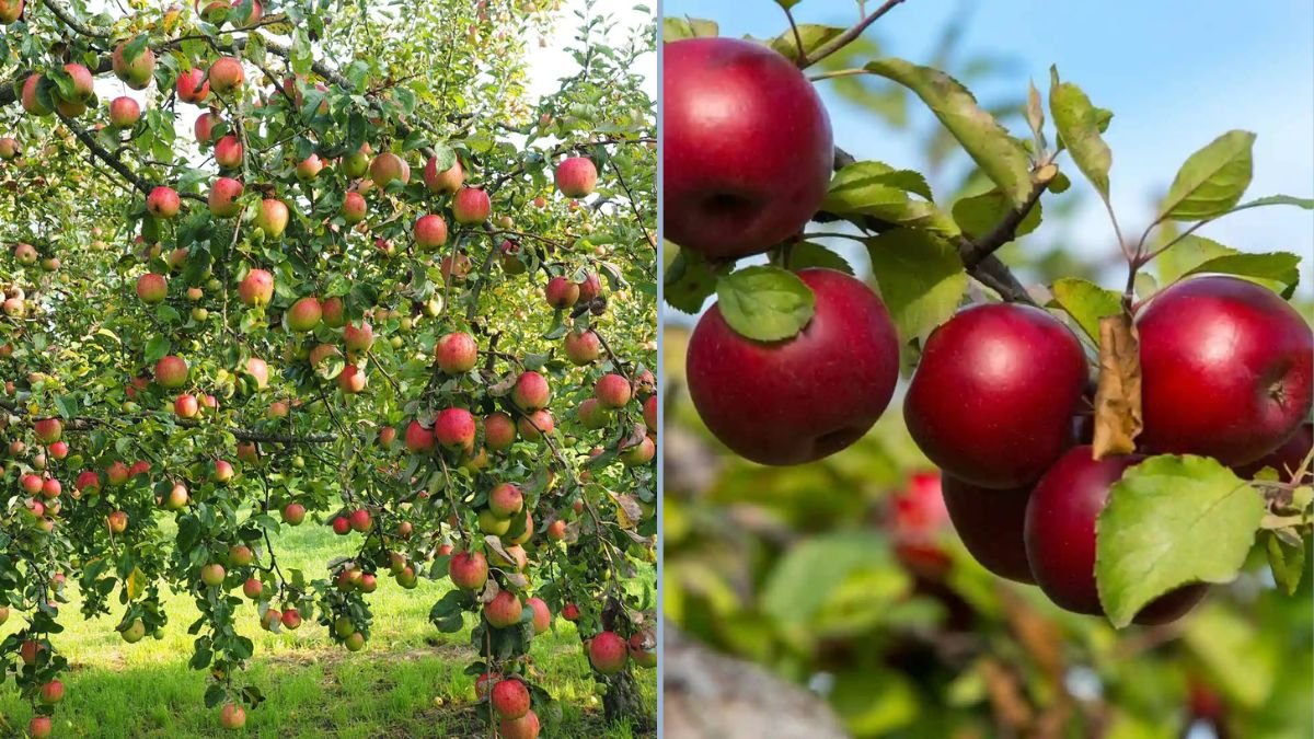Exploring the Flavor of Empire Apples: A Complete Tasting Guide