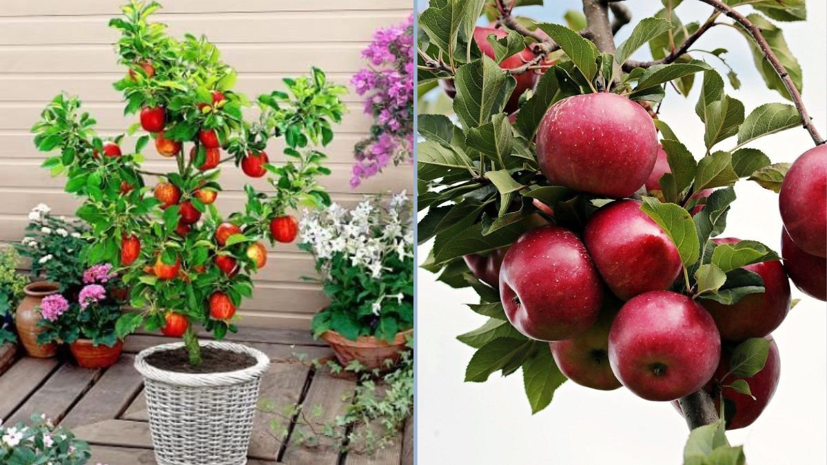 Planting Jazz Apples in Your Kitchen Garden: A Complete Guide