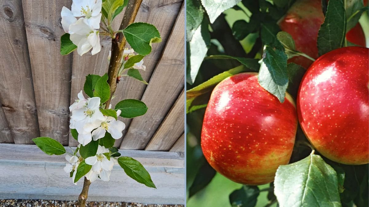 Caring for a Young Cortland Apple Tree in Bloom: Tips for a Thriving Backyard Orchard