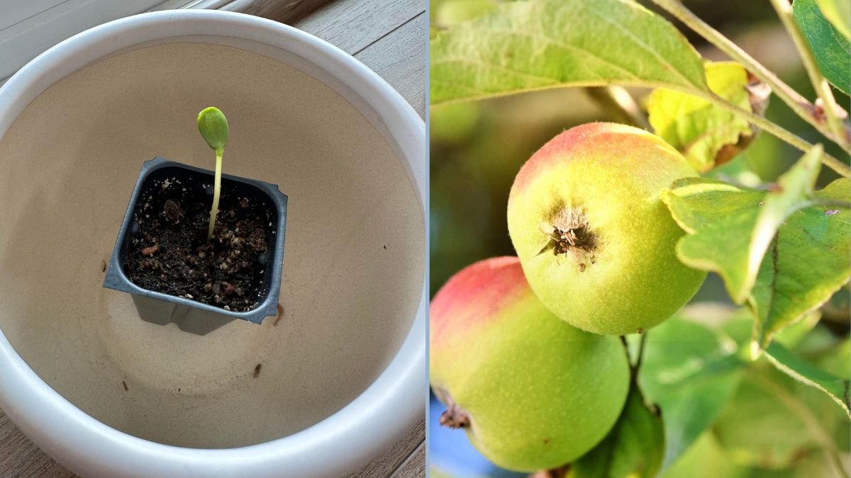 Growing Opal Apples from Seed: A Beginner’s Guide to Homegrown Sweet Apples