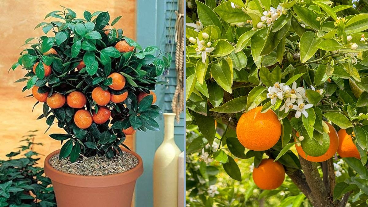 Growing a Garden of Flavor: Seedless Valencia Orange Trees, Garlic, Tomatoes, and Purple Asparagus