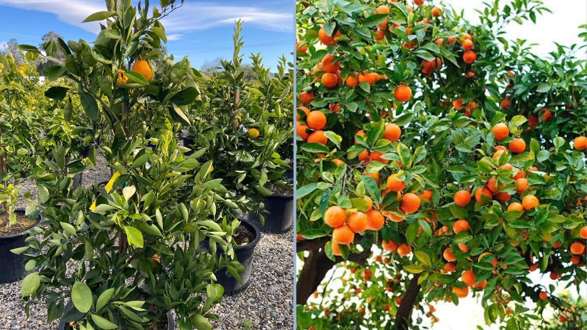 Cara Cara Orange: A Sweet and Vibrant Citrus for Your Garden