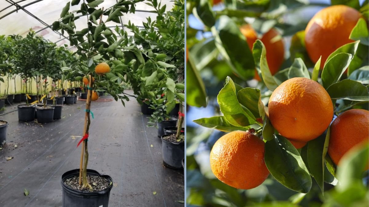 How to Grow Dancy Mandarin Tangerines: A Complete Guide for Home Gardeners