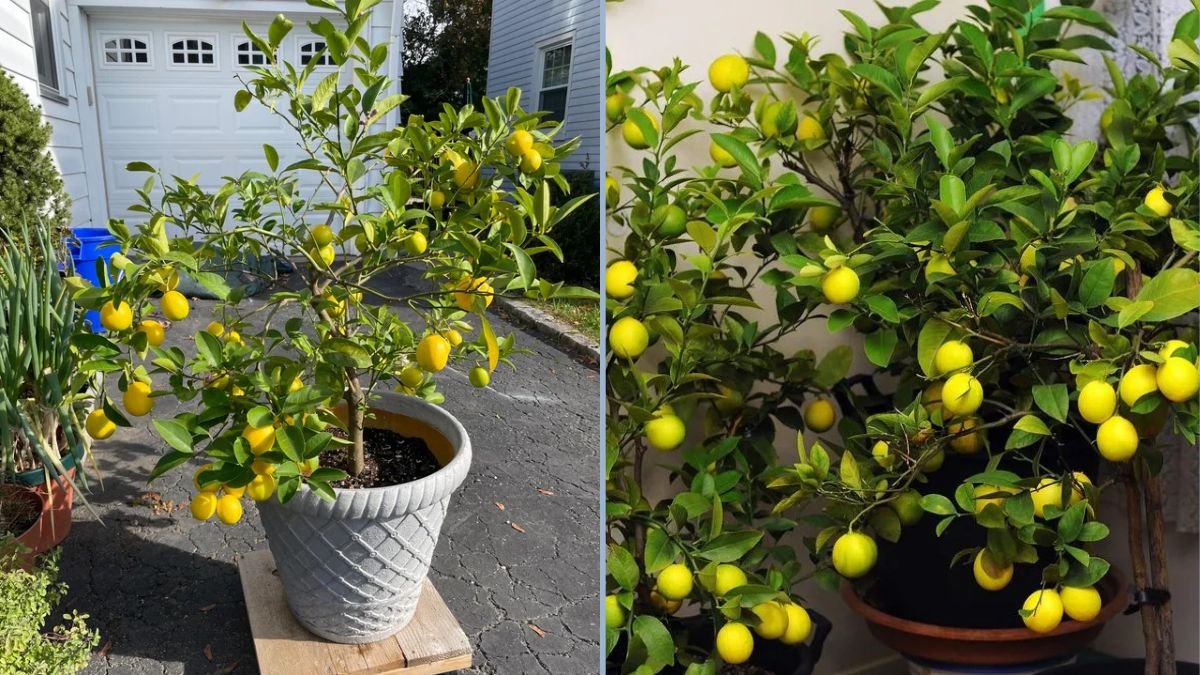 How to Grow Meyer Lemons in Containers: A Complete Guide for Home Gardeners (Part 1)