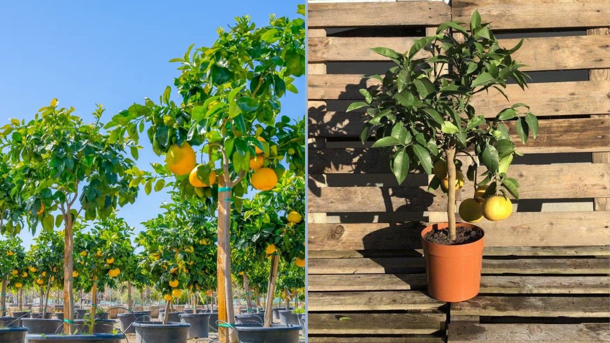 Growing Pink Grapefruits on a Dwarf Tree: Tips for Healthy Citrus and Sweet Harvests