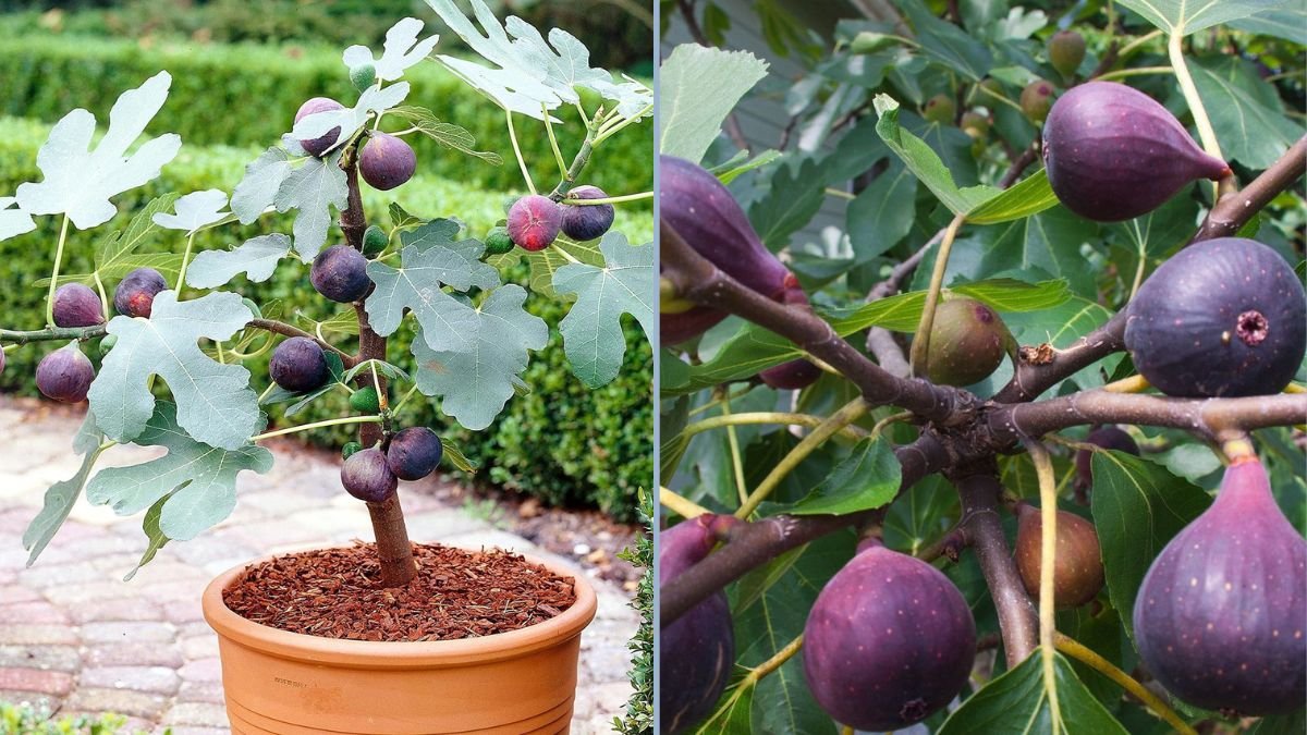 Brown Turkey Fig Fruit Tree: A Backyard Orchard Favorite for Sweet Homegrown Figs
