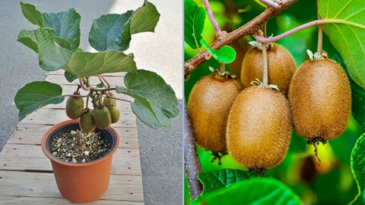 Westmeath Garden Update: Kiwi Berry Plant Arrives and Early Potatoes Progress