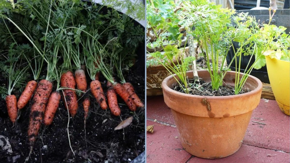 From Seed to Harvest: How to Grow Carrots at Home