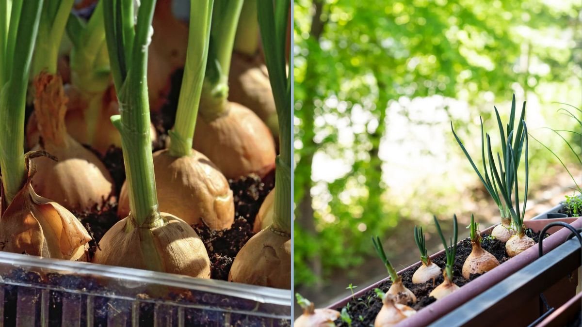 My New Favorite Way to Grow Giant Onions: Tips for a Bountiful Harvest