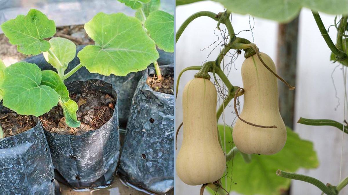 How to Pot Squash Plants Like a Pro: The Complete Guide to Growing Butternut Squash in Containers