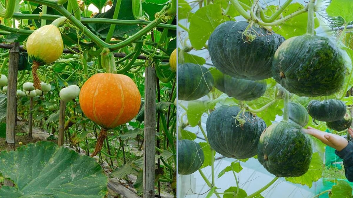 How to Grow MASSIVE Pumpkins Before Halloween: The Ultimate Guide for Home Gardeners
