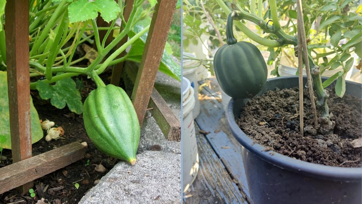Growing Acorn Squash Vertically: A Smart Gardener’s Guide to Space-Saving Abundance