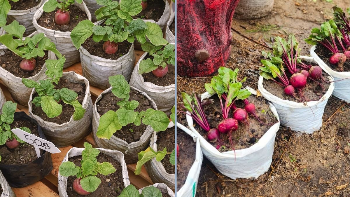 Container Gardening Made Simple: How to Grow Beets from Seed to Harvest