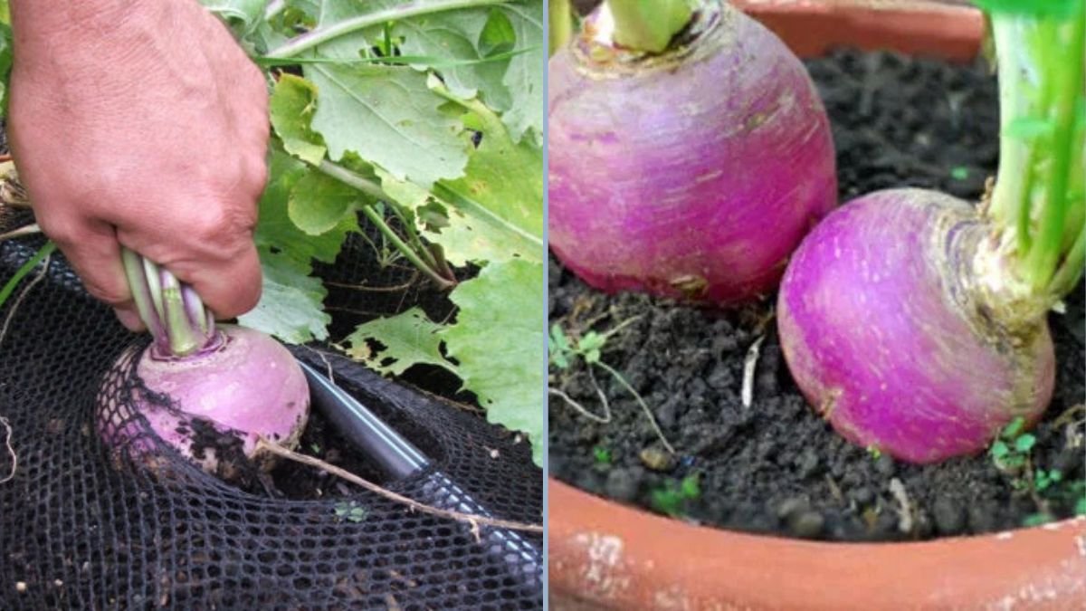 From Seed to Harvest: Growing Turnips in a Vegetable Box
