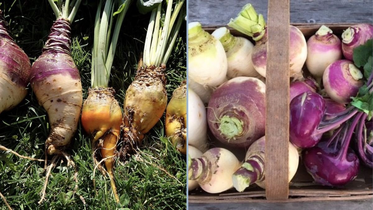 Growing Giant Rutabaga & Swede in Containers and Grow Bags: From Seed to Harvest