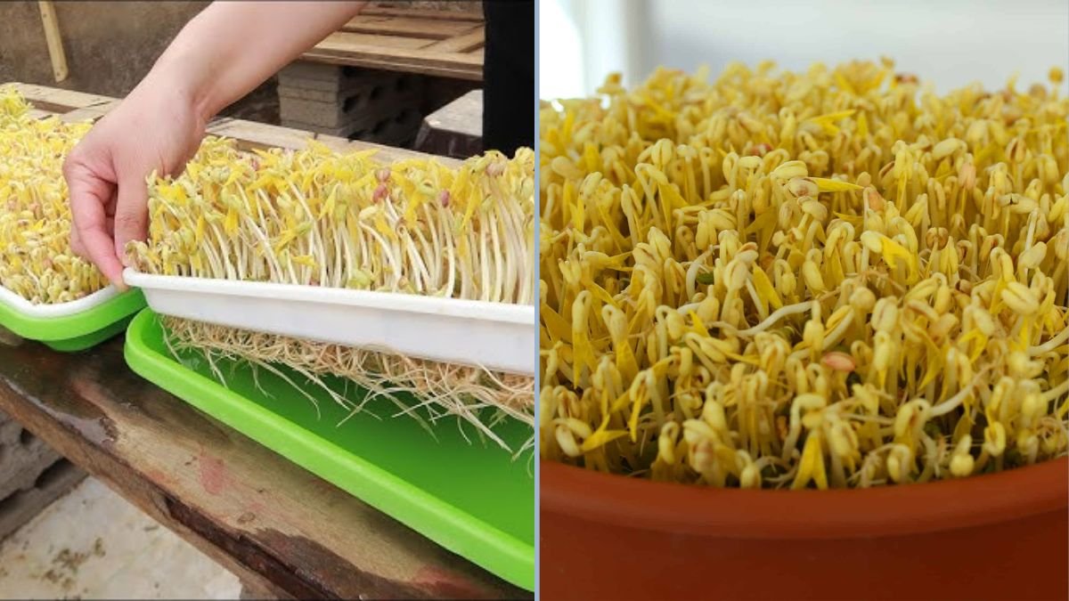 Fascinating Method of Growing Mung Bean Sprouts at Home: A Complete Step-by-Step Guide