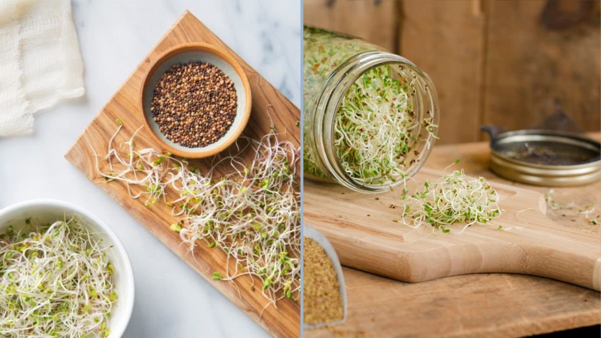 How to Grow Alfalfa Sprouts at Home: Jar vs. Tray – The Easy Step-by-Step Method